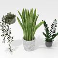 Different Types Of Indoor Green Plants With Long Leaves Hanging Vines And Decorative Pots