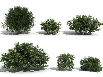 Modern shrubs 3d model