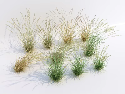 Green And Light Brown Grasses In Clusters With Various Heights And Shadows On White Background 3d model