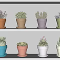 Decorative Potted Succulent Plants In Different Colored Pots Arranged On Shelves