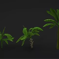 Cartoon Scene Featuring Banana Trees in Various Sizes with Green Leaves on Black Background