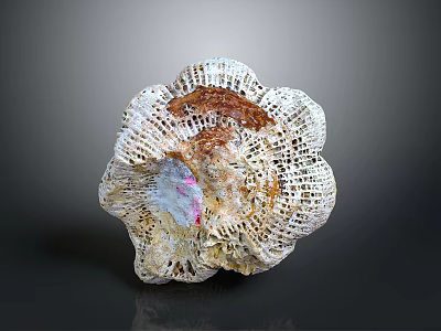 Intricate Marine Animal Seashell With Colorful Patterns And Natural Texture 3d model