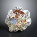 Intricate Marine Animal Seashell With Colorful Patterns And Natural Texture