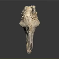 Detailed Animal Skull With Remaining Hair And Bone Structure Close Up