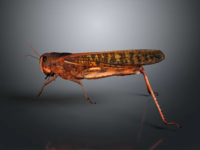 Realistic Brown Locust With Detailed Wings And Long Legs On Dark Background 3d model