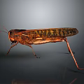 Realistic Brown Locust With Detailed Wings And Long Legs On Dark Background