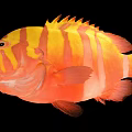 Vibrant Striped Marine Fish With Distinctive Orange And Yellow Color Patterns