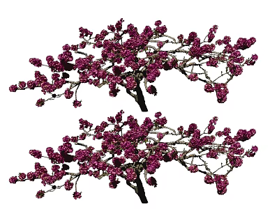 Elegant Blooming Tree With Lush Purple Flowers And Graceful Branches 3d model