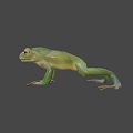 Green Flying Frog With Large Eyes Slim Body And Webbed Feet In Natural Habitat