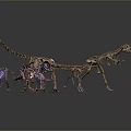 Colorful Dinosaur Skeletons Of Various Species In Museum Display Setup