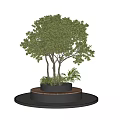 Lush Ornamental Tree with Circular Wooden Planter Gravel and Low Green Plants