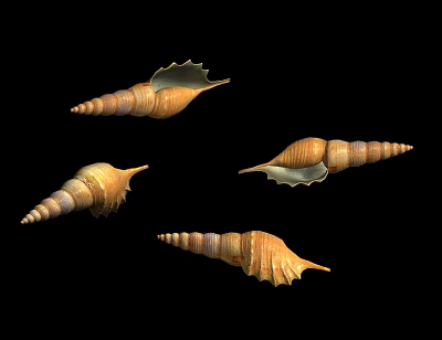 modern conch 3d model modern conch 3d model