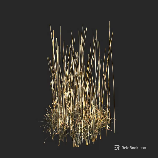 Tall Golden Grass with Slender Stems and Natural Texture on Dark Background 3d model 