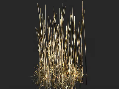 Tall Golden Grass with Slender Stems and Natural Texture on Dark Background 3d model