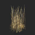 Tall Golden Grass with Slender Stems and Natural Texture on Dark Background