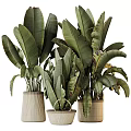 Large Tropical Potted Plants With Broad Leaves In Various Material Pots
