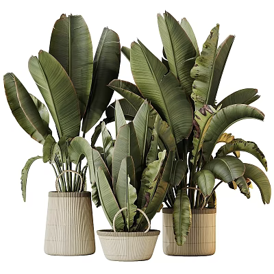 Large Tropical Potted Plants With Broad Leaves In Various Material Pots 3d model