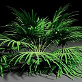 Green Shrub with Frond Like Leaves Lush Foliage and Visible Roots in Natural Growth Form