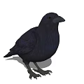 Black Crow With Streamlined Body And Red Eyes Standing On White Background