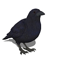 Modern Crow Animals 3d model