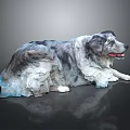 Artistic Border Collie Dog Lying On Black Background With Gray White Fur And Blue Tint
