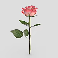 Pink and White Gradient Rose with Green Leaves and Stem on Gray Background
