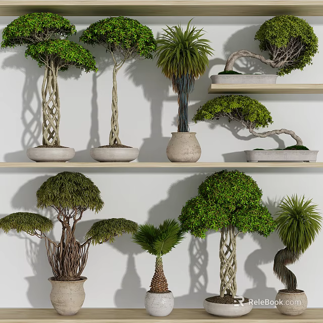Decorative Bonsai Plants With Varied Shapes On Indoor Display Shelves 3d model 