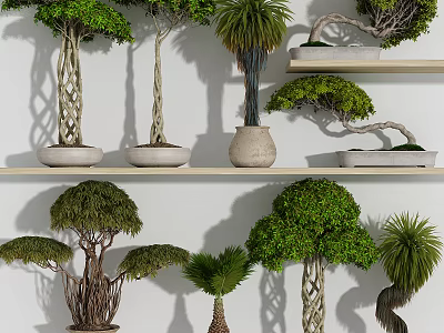 Decorative Bonsai Plants With Varied Shapes On Indoor Display Shelves 3d model