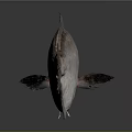 Silver Gray Fish With Red Eyes And Black Fins On Gray Background