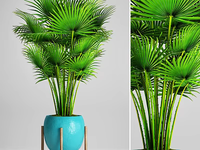 Bonsai Potted Plant With Green Large Leaves And Blue Pot On Metal Stand 3d model