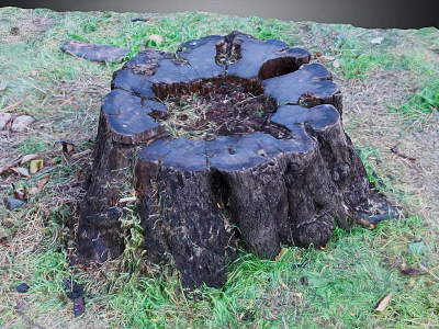 Natural Weathered Wooden Tree Stump With Circular Growth Rings On Outdoor Grass 3d model