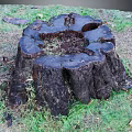 Natural Weathered Wooden Tree Stump With Circular Growth Rings On Outdoor Grass