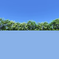 Natural Circular Green Trees Ring With Outdoor Blue Sky Background