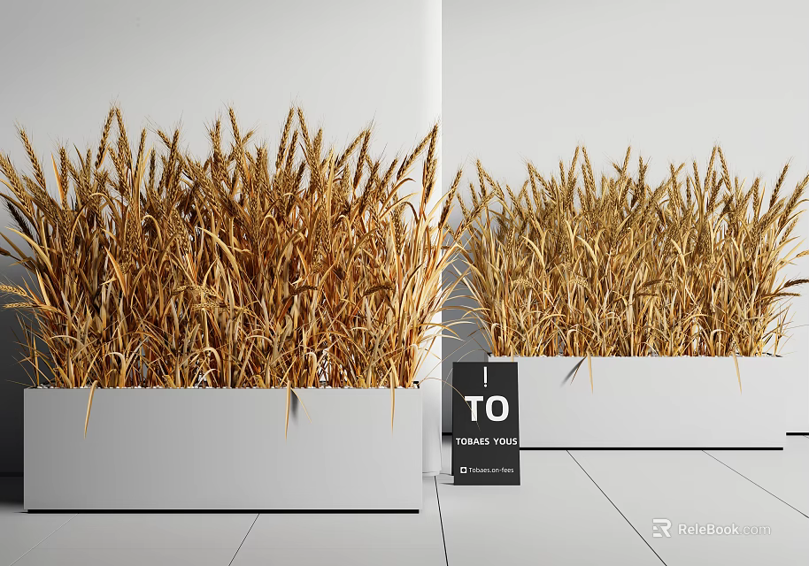 Modern Indoor Wheat Plant Arrangement With Golden Ears In White Rectangular Planters 3d model 