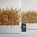 Modern Indoor Wheat Plant Arrangement With Golden Ears In White Rectangular Planters