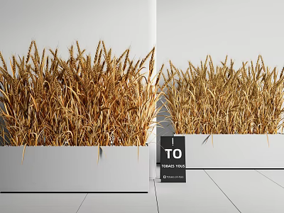 Modern Indoor Wheat Plant Arrangement With Golden Ears In White Rectangular Planters 3d model