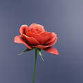 Beautiful Red Rose With Green Stem And Leaves On Dark Blue Background