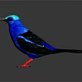 Vibrant Blue Bird With Blue Head Black Wings Tail And Red Legs On Gray Background
