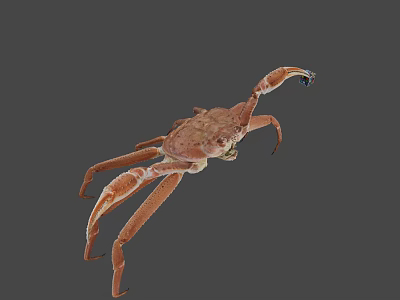Realistic Brown Crab With Extended Legs And Detailed Claws On Gray Background 3d model