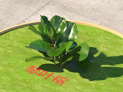 Fiddle Leaf Fig Plant With Large Green Leaves On Circular Grass Area In Sunlight 3d model