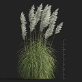 Lush Green Grass Tufts With Delicate White Flowers Arranged On Black Background
