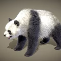 Black and White Standing Panda With Open Mouth In 3D Rendered 3d model