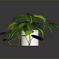 Lush Houseplant With Green And Yellow Variegated Leaves In White Pot On Dark Background