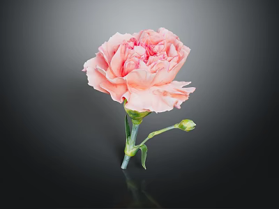 Stunning Pink Carnation Bloom With Fresh Green Stem And Leaves On Dark Background 3d model
