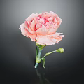 Stunning Pink Carnation Bloom With Fresh Green Stem And Leaves On Dark Background