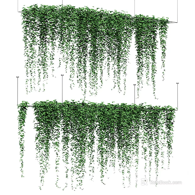 Trailing Green Vines With Lush Foliage Growing On Wall And Hanging Down Naturally 3d model 