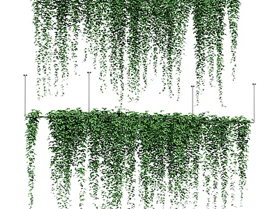 Trailing Green Vines With Lush Foliage Growing On Wall And Hanging Down Naturally 3d model