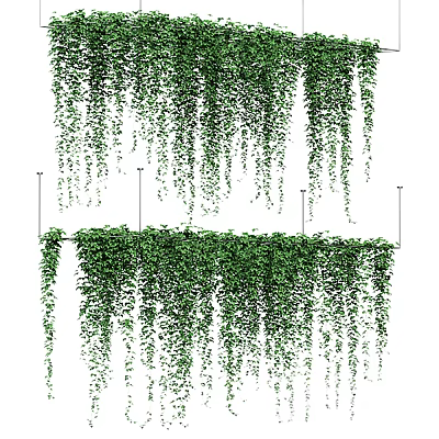 Trailing Green Vines With Lush Foliage Growing On Wall And Hanging Down Naturally 3d model