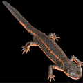 Detailed 3D Rendering Of Salamander With Orange Stripes On Black Background
