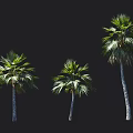 Three Tall Palm Trees With Lush Green Fronds Isolated On Black Background